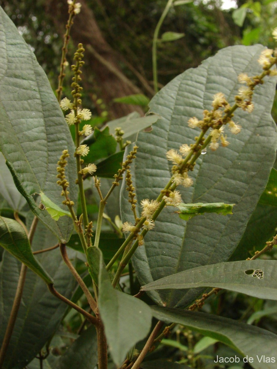 Mallotus rhamnifolius (Willd.) Müll.Arg.